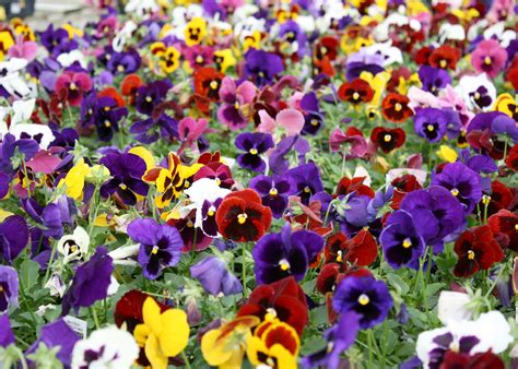 Plant Matrix pansies now for winter color | Mississippi State ...