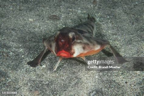 1,225 Batfish Stock Photos, High-Res Pictures, and Images - Getty Images