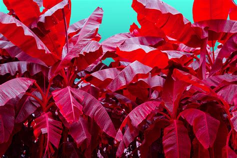 RED JUNGLE | Behance