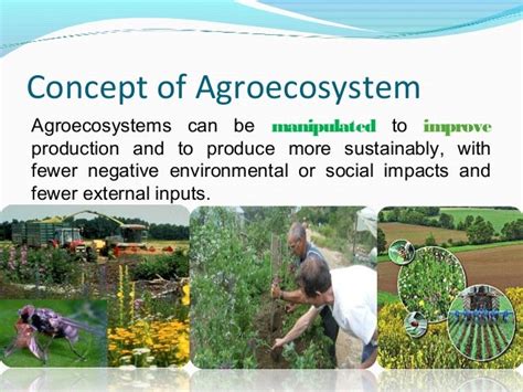 Agro ecology Concept