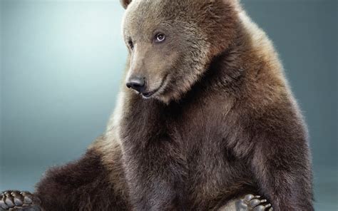 animals, Humor, Funny, Smiling, Sitting, Bears Wallpapers HD / Desktop ...