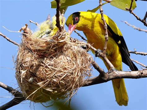 Black-naped Oriole - eBird