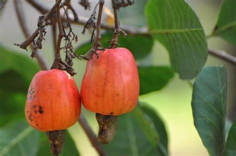 Cashews are that little brown dingle on the end of a fruity thing. | Vegetables, Fruits and ...