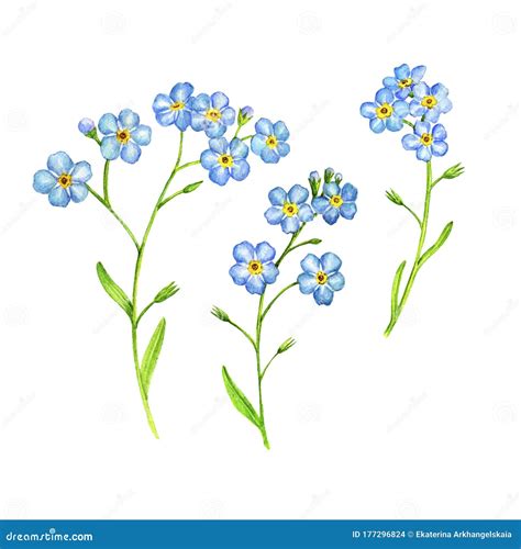 Watercolor Drawing Forget-me-not Flowers Stock Illustration - Illustration of myosotis ...