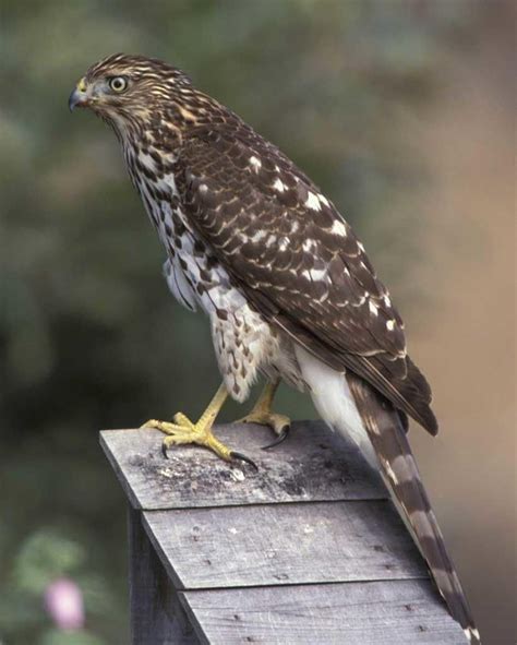 Cooper's Hawk | Cooper's hawk, Hawk species, Northern goshawk