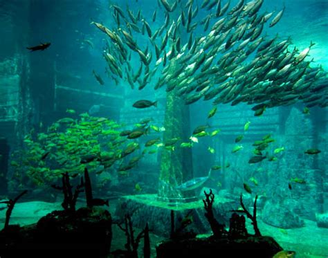 atlantis aquarium paradise island