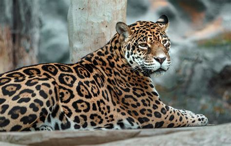 Jaguar in zoo 8210599 Stock Photo at Vecteezy