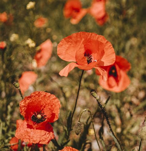 Free Images : poppies, flower, beautiful, nature, wallpaper, background ...