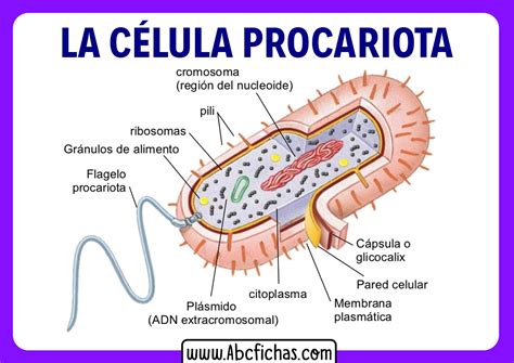 Anatomía interna y Partes de la Célula Procariota