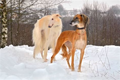 Long Nose Dog: 15 Dog Breeds With Long Snouts (With Pictures)