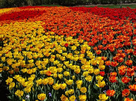 Walking Arizona: Tulip Festival