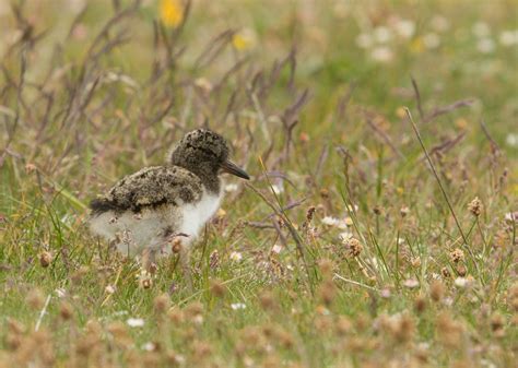 Gary Faulkner's Wildlife: North and South Uist