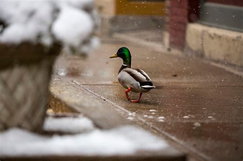 Snow blankets Kalamazoo amid coronavirus emergency - mlive.com