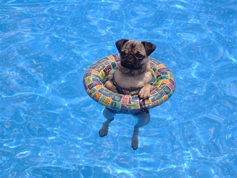 Our pug when she was little taking a dip in the pool. | Cute pugs, Doggy, Pugs