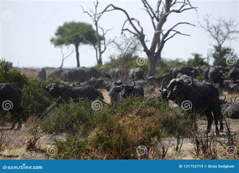 Huge Herd of Cape Buffalo on Magadigadi Plains Stock Image - Image of ...