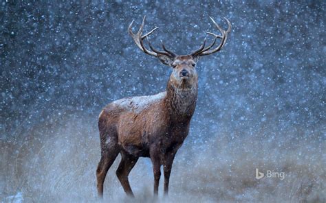 A Red Deer In The Snow Wallpapers HD / Desktop and Mobile Backgrounds