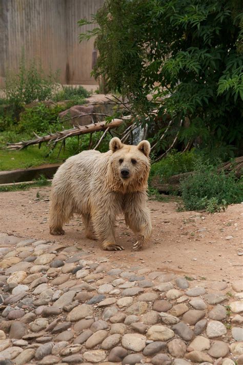 Syrian Brown Bear by Lunareye on DeviantArt