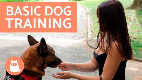 Teaching your Dog to Sit: Basic Dog Training - YouTube