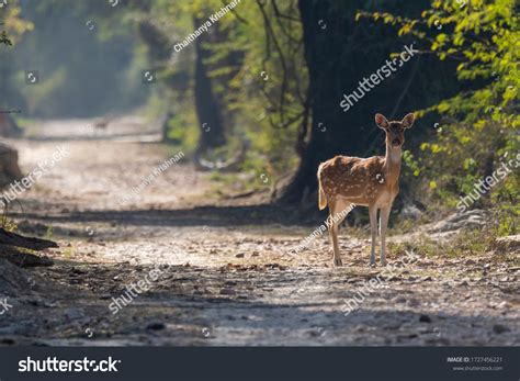 Spotted Deer Walking Forest Tracks Inside Stock Photo 1727456221 | Shutterstock