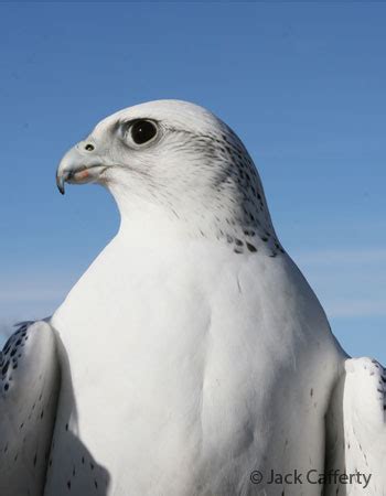 Gyrfalcon (Falco rusticolus) in Explore Raptors: Facts, habitat, diet ...