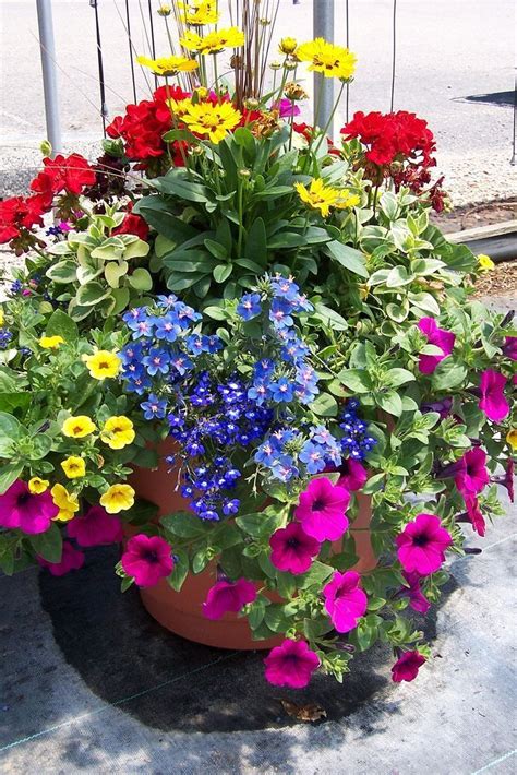 21 Flowering Container Garden Plants for Sunny Spots - fancydecors | Container gardening flowers ...