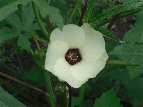 Okra: Plant Care and Collection of Varieties - Garden.org