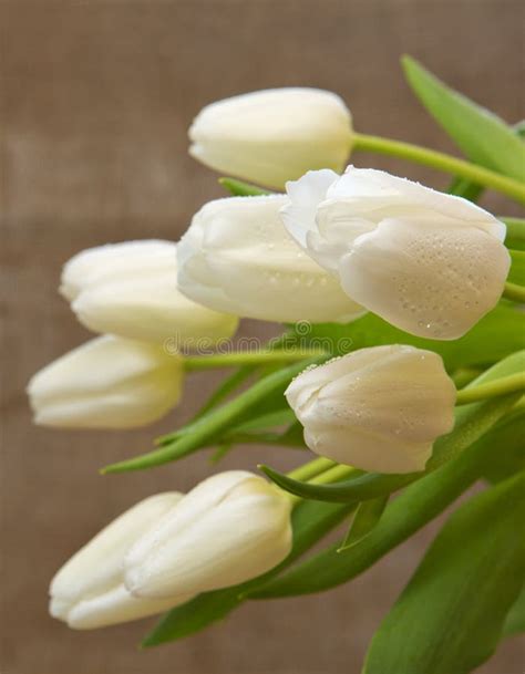 White tulip bouquet stock photo. Image of blossom, natural - 67809620