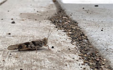 Grasshoppers invade Las Vegas Valley after wet spring | VIDEO | Las ...