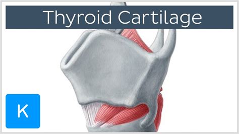 Thyroid Cartilage - Definition & Function - Human Anatomy | Kenhub - YouTube