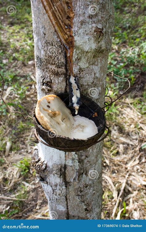 Rubber Tree Harvesting Stock Images - Image: 17369074