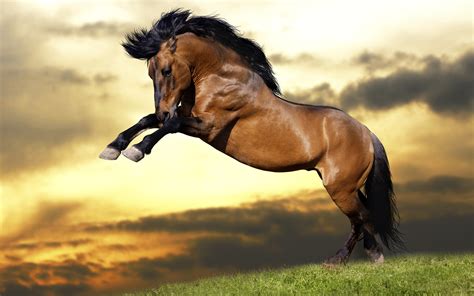 Paint Horse Wallpaper (40+ images)