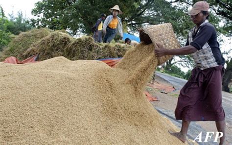 Myanmar Agriculture Sector News - InvestMyanmar.biz