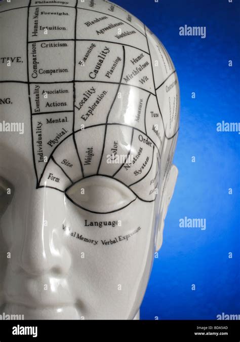 Close up phrenology head diagram hi-res stock photography and images - Alamy