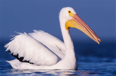 American White Pelican - NDOW