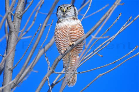 Northern Hawk Owl by Ray Pregent Wildlife photographer - Photo 98693445 ...