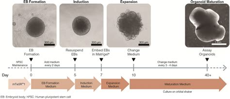 Protocol for Cerebral Organoid Culture | STEMCELL Technologies