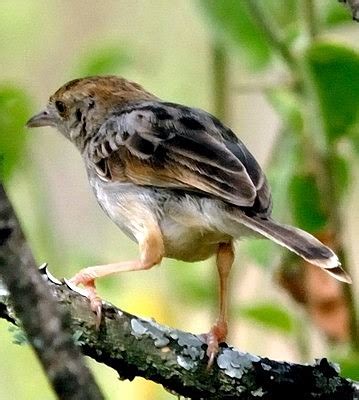 Rattling Cisticola