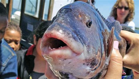 Tautog Fish: How to Catch Tautoga onitis [Catch, Clean, Cook]