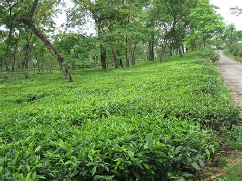 Tea garden in dooars stock photo. Image of plantation - 270024180