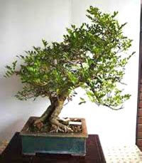 Orange Jasmine Bonsai Tree