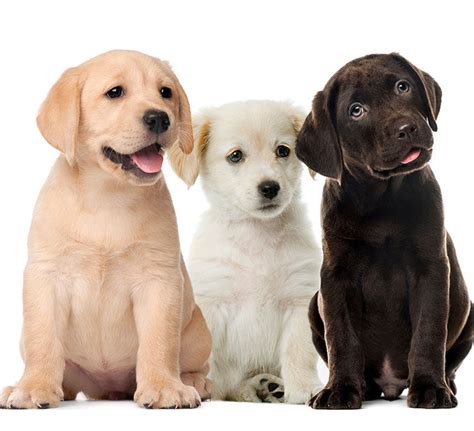 Perro LABRADOR RETRIEVER | Todo sobre esta raza