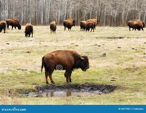 Wild bison herd stock image. Image of herd, island, buffalo - 5077901