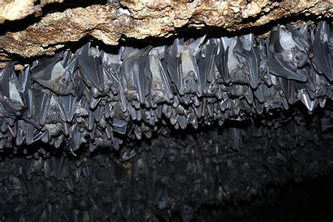 bat cave | Amazing pics, Amazing, Creatures of the night