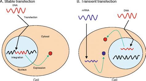 Transfection-Principle, TYpes, Methods, Workflow, Applications