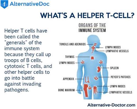 What Are Helper T Cells?