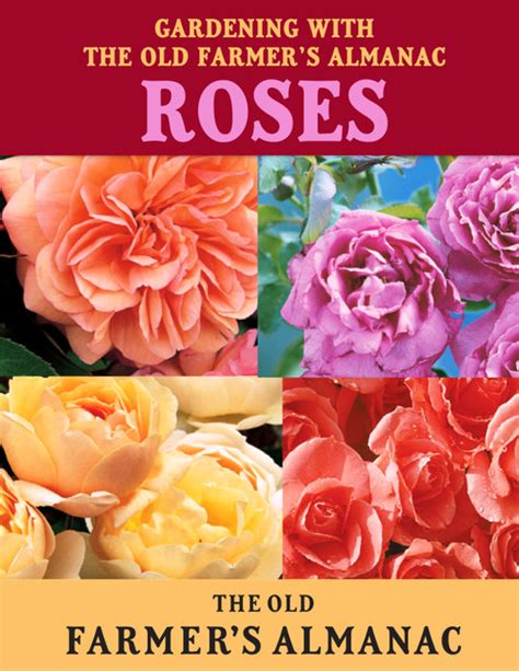 Rose Growing Guide