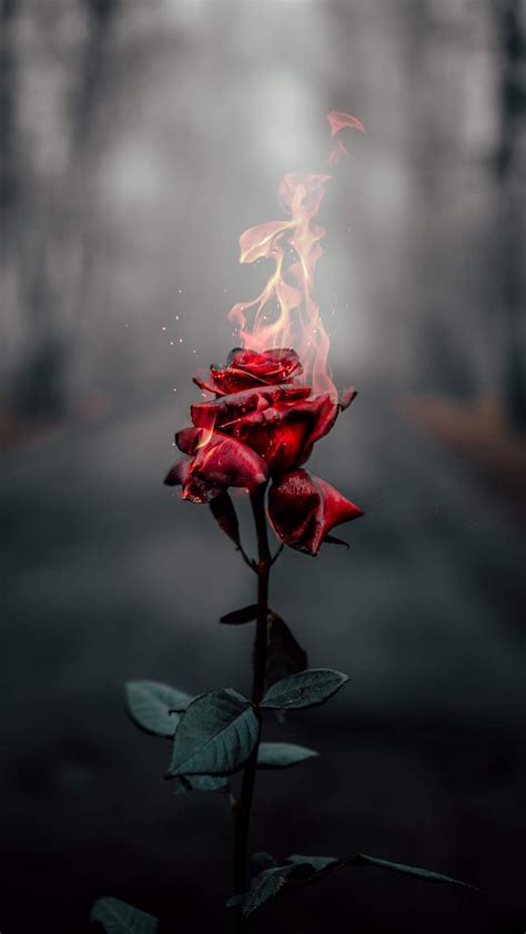 Nature Rose Wallpaper - Phone Rose Wallpapers Free Download - Best Wallpapers