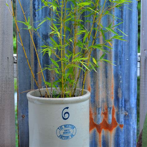 Develop Lush Bamboo in Pots - Batang Tabon