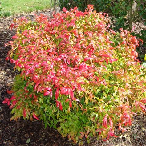 SACRED BAMBOO Nandina Domestica - 15 SEEDS