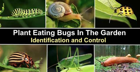 11 Plant Eating Bugs In The Garden: Pictures, Identification and Control